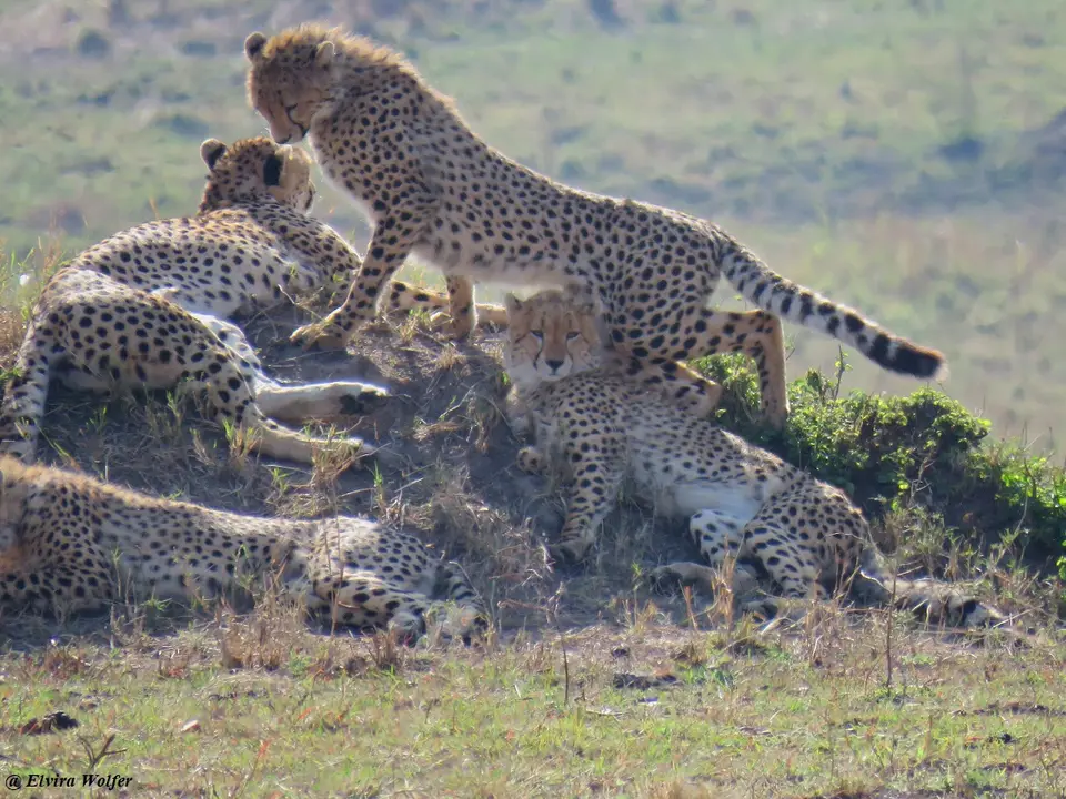 CheetahNashipai9.jpg