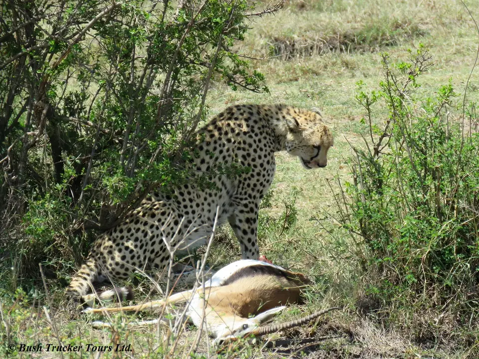 Cheetahkill1.jpg