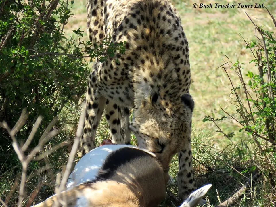 Cheetahkill2.jpg