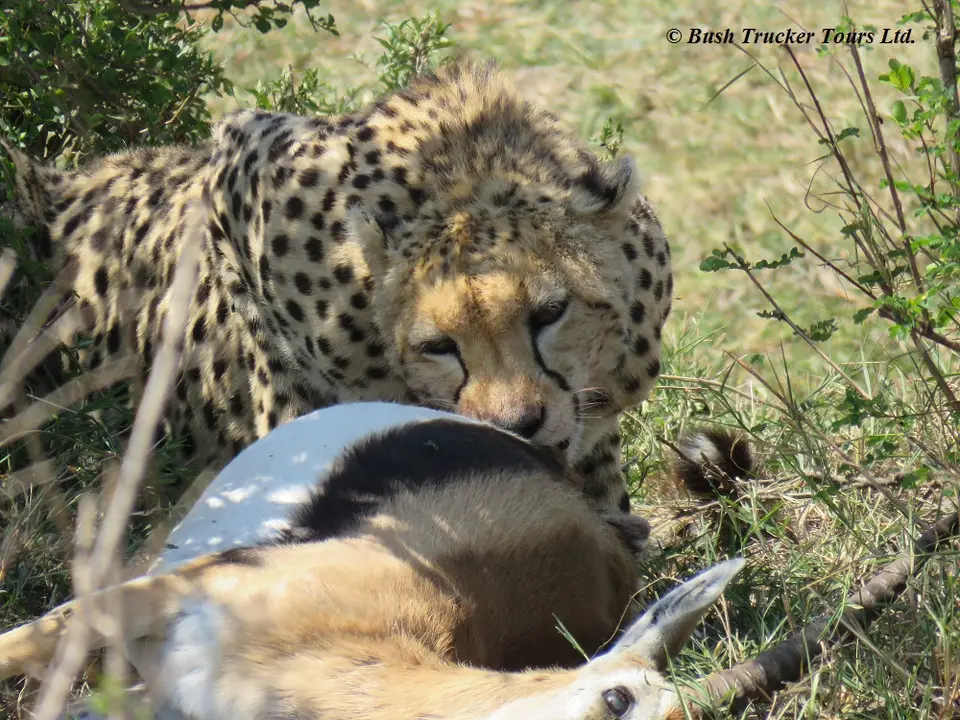 Cheetahkill3.jpg