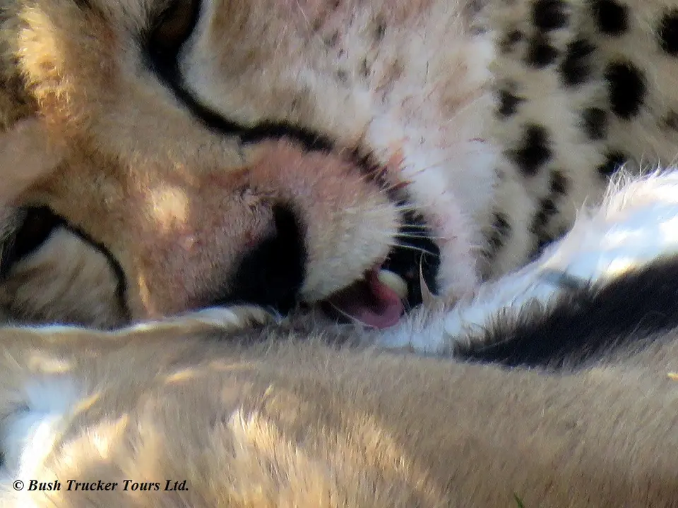 Cheetahkill4.jpg