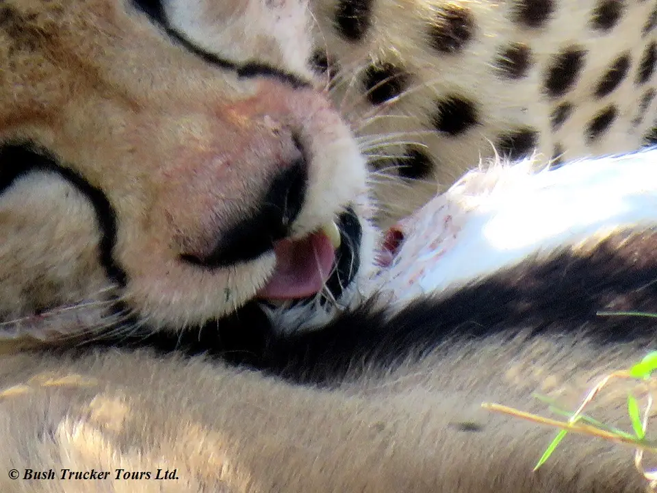 Cheetahkill5.jpg