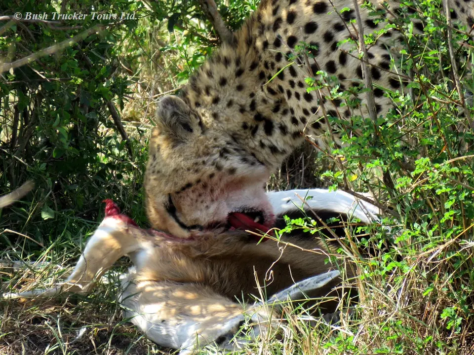 Cheetahkill6.jpg