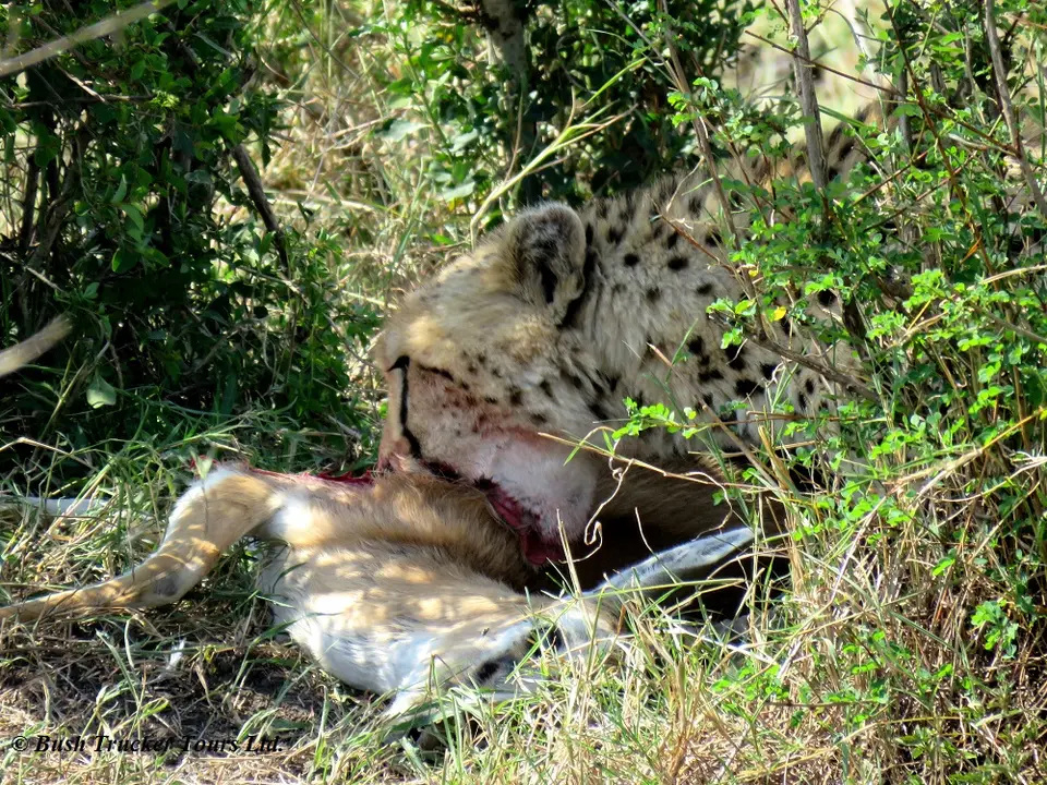 Cheetahkill7.jpg