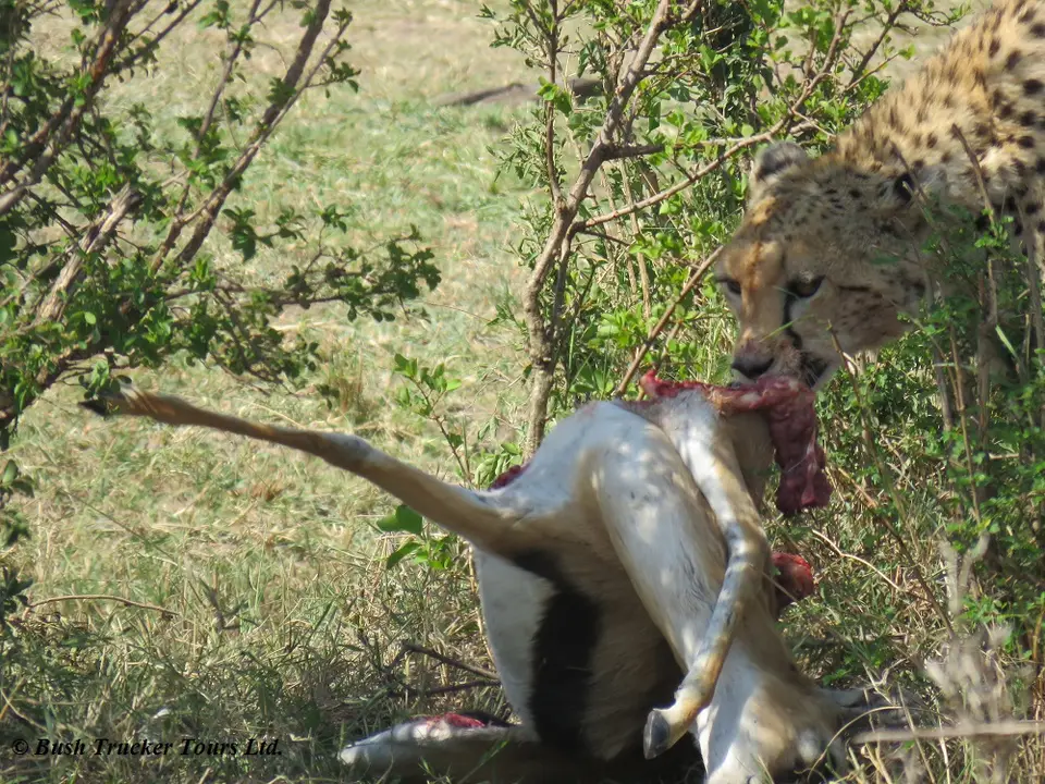 Cheetahkill9.jpg