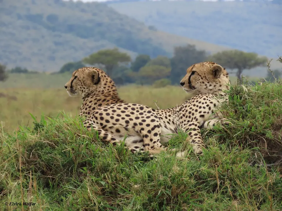 Cheetahs1-2-3-4-5-6.jpg