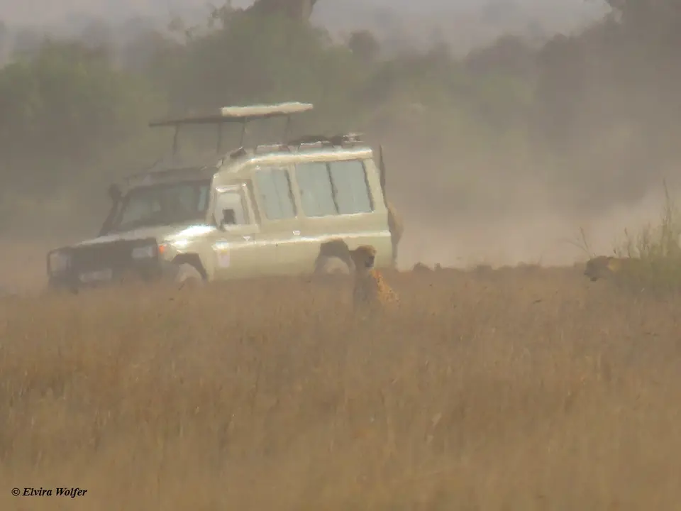 Cheetahs1-2-3-4-5.jpg