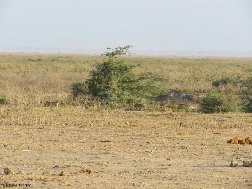 Cheetahs1-2-3.jpg