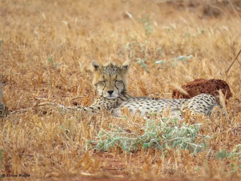 Cheetahs1-2.jpg
