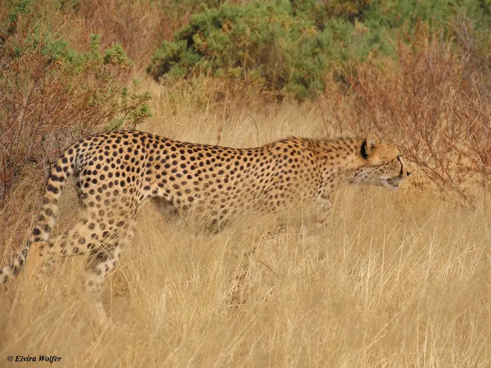 Cheetahs11.jpg