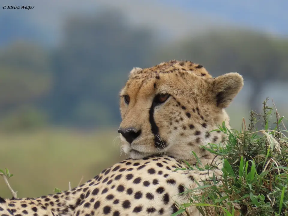 Cheetahs2-2-3-4-5-6.jpg