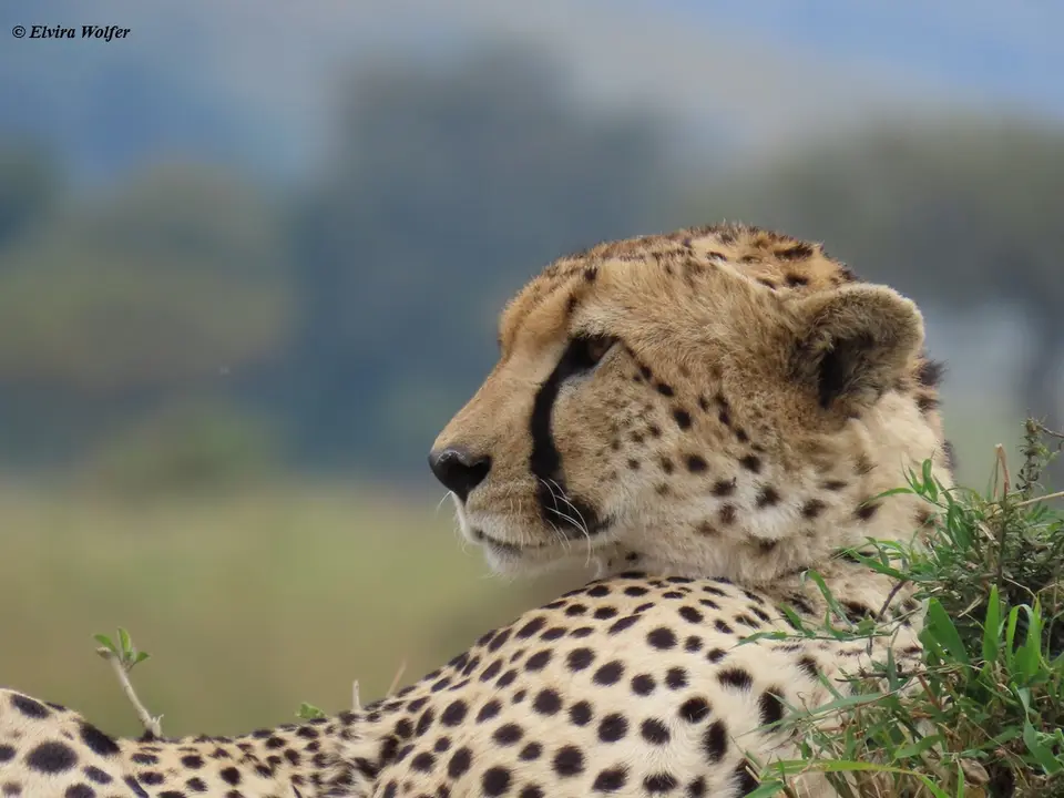 Cheetahs3-2-3-4-5.jpg