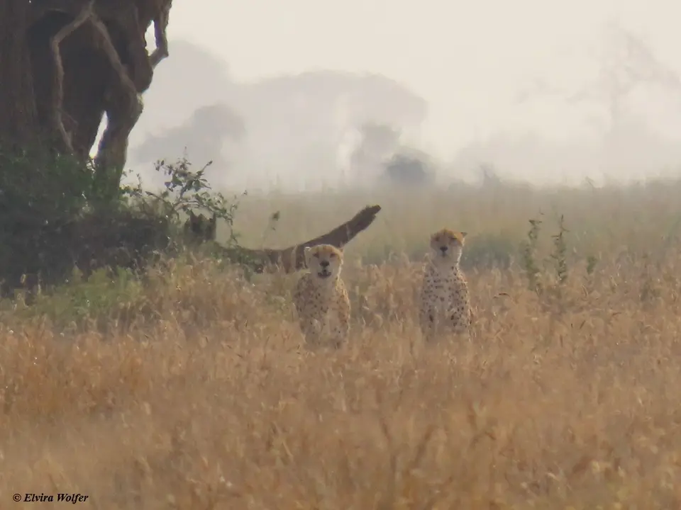 Cheetahs3-2-3-4.jpg