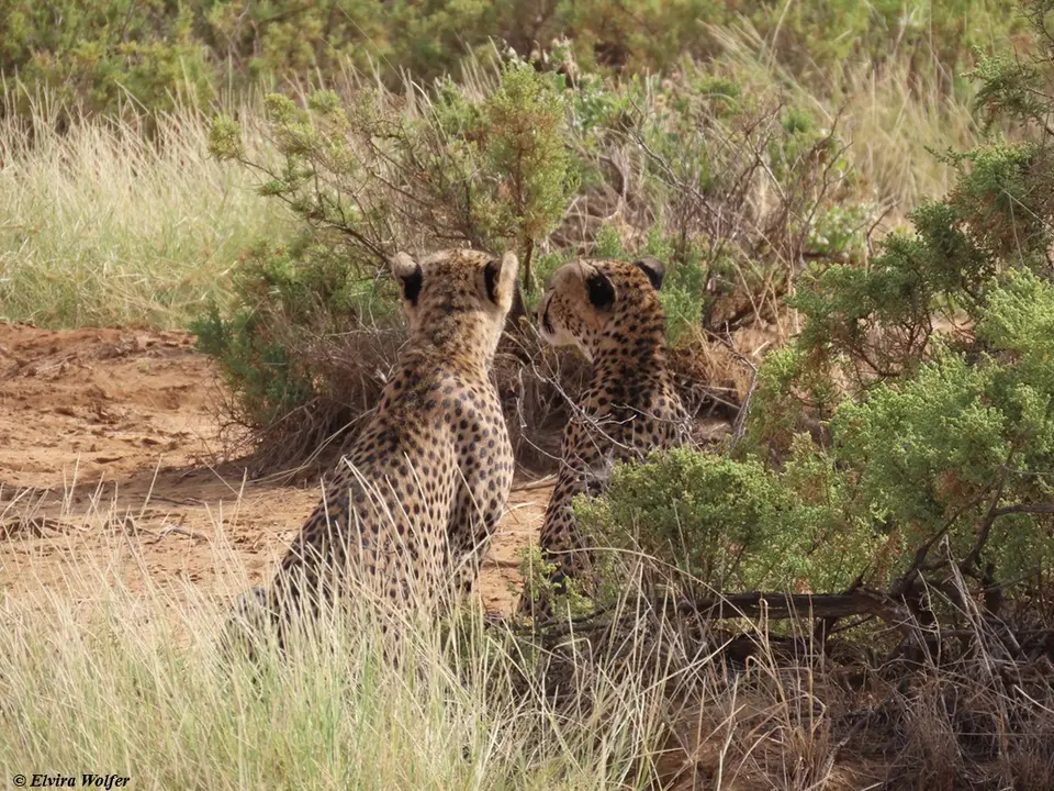 Cheetahs3-2-3.jpg