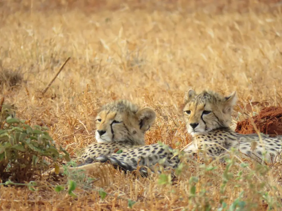 Cheetahs3-2.jpg