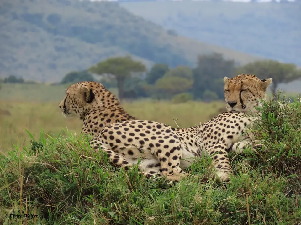 Cheetahs4-2-3-4-5.jpg