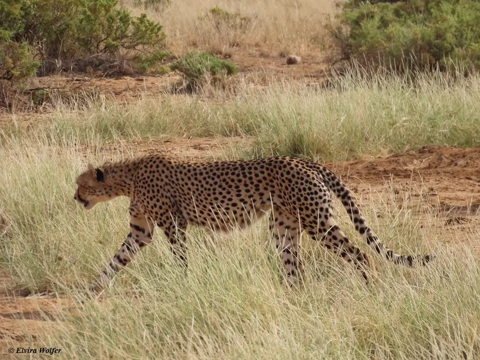Cheetahs4-2-3.jpg