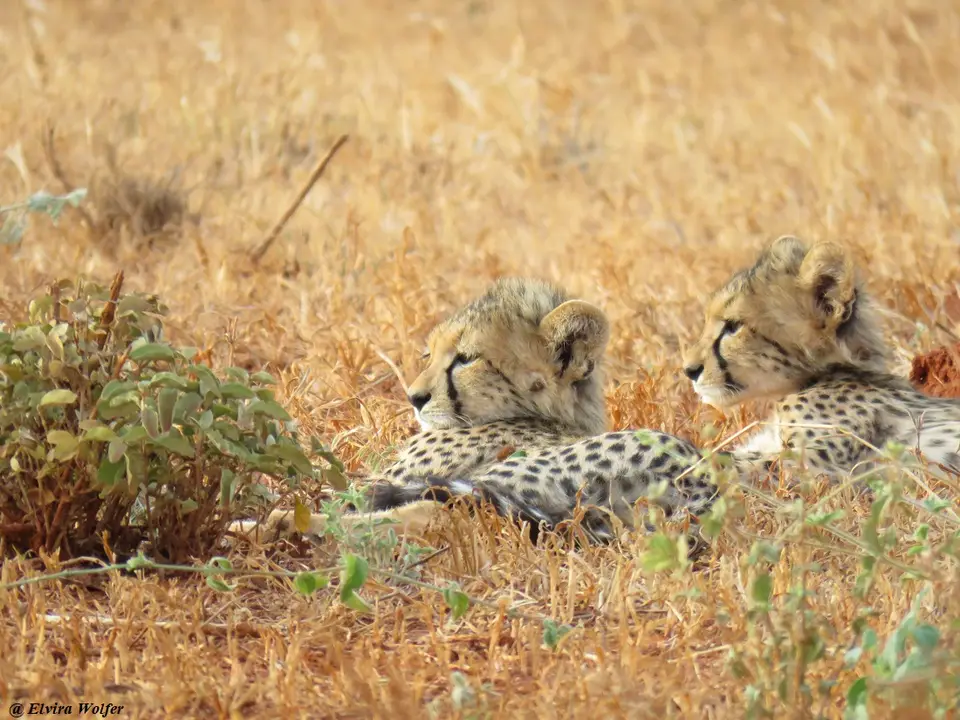 Cheetahs4-2.jpg
