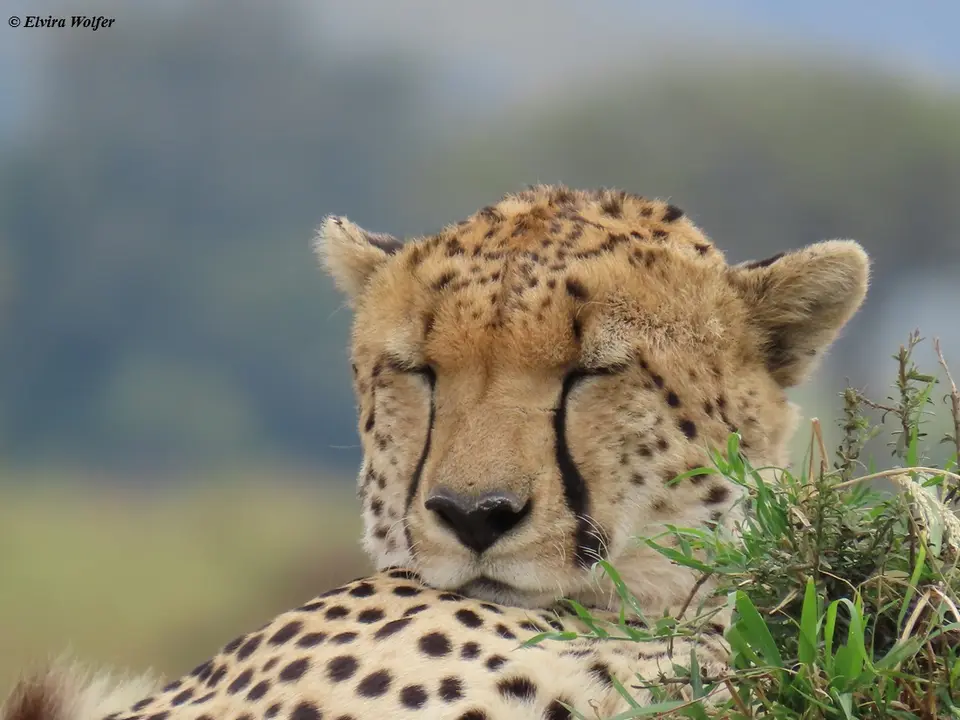 Cheetahs5-2-3-4.jpg