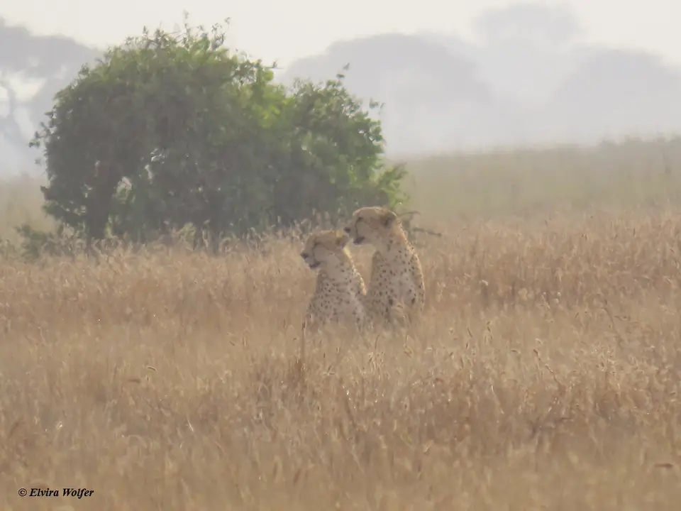 Cheetahs5-2-3.jpg