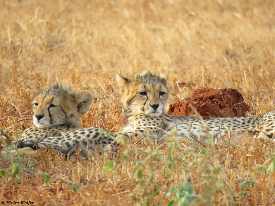 Cheetahs5.jpg