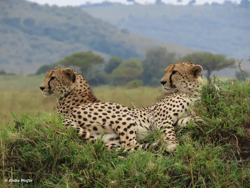 Cheetahs6-2-3.jpg