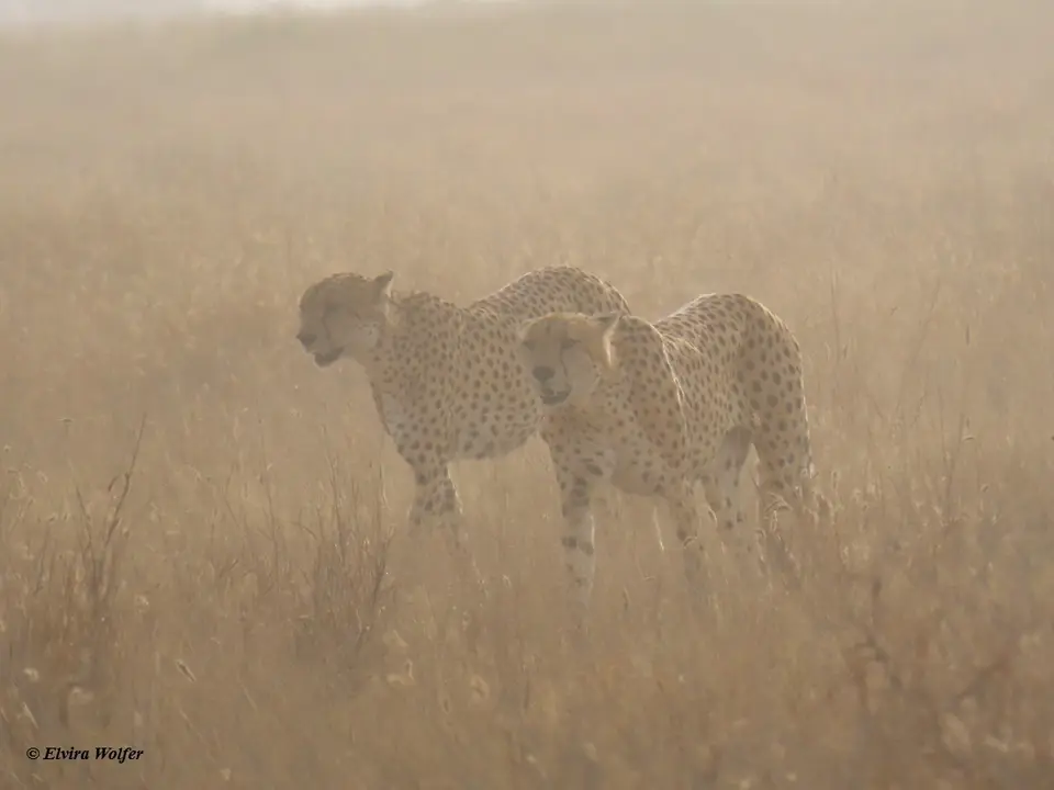 Cheetahs6-2.jpg