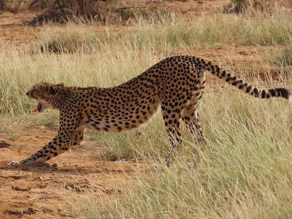 Cheetahs6.jpg