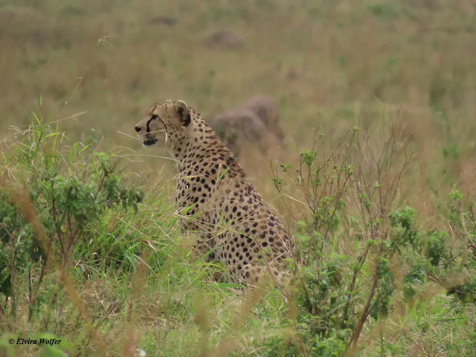 Cheetahs7-2-3.jpg