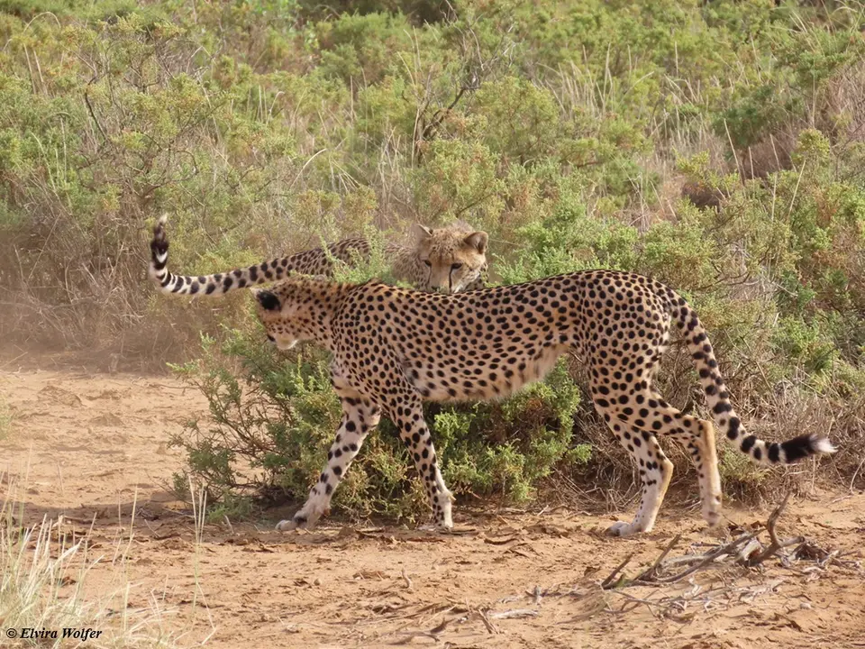Cheetahs7.jpg