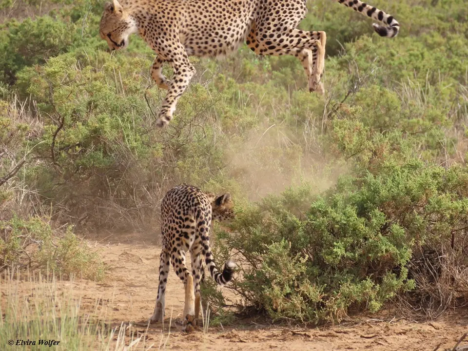 Cheetahs8-2.jpg