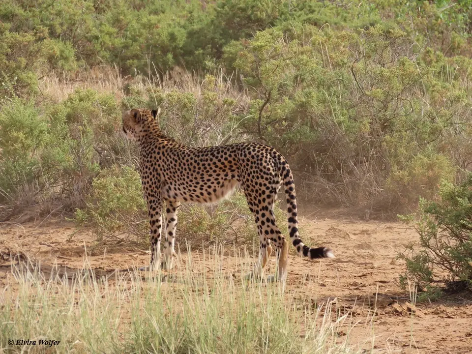Cheetahs9.jpg