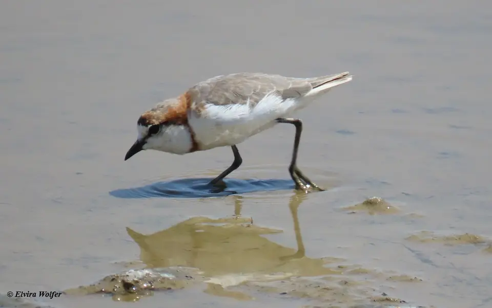 Chestnut-bandedPlover1.jpg