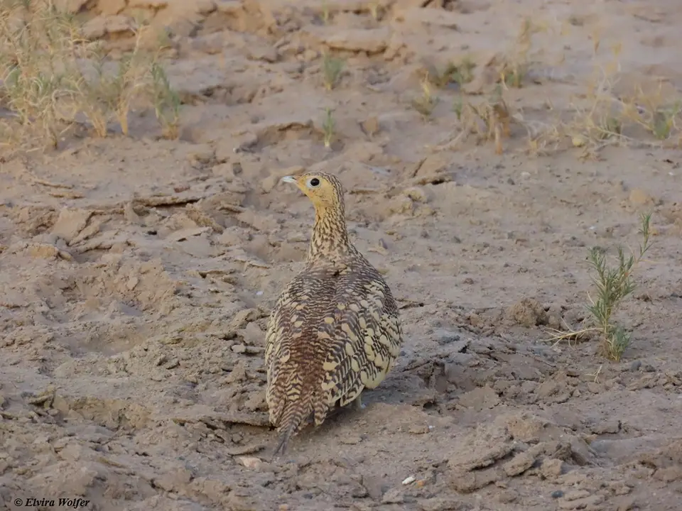 Chestnut-belliedSandgrouse,female.jpg