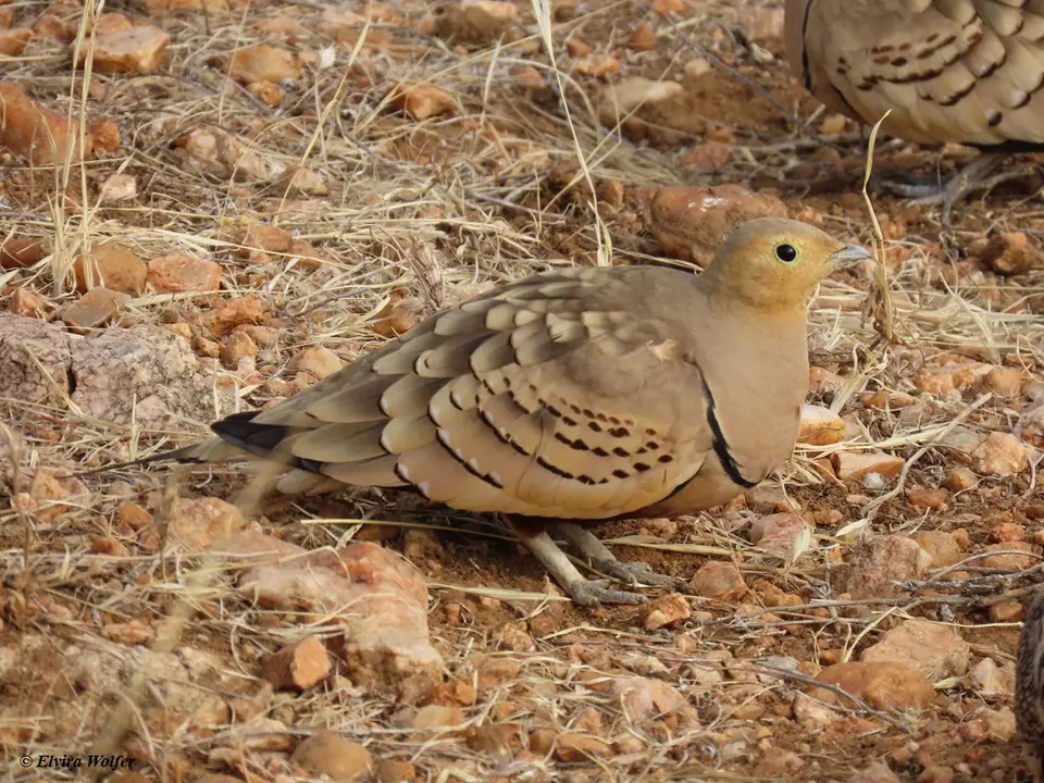 Chestnut-belliedSandgrouse3.jpg