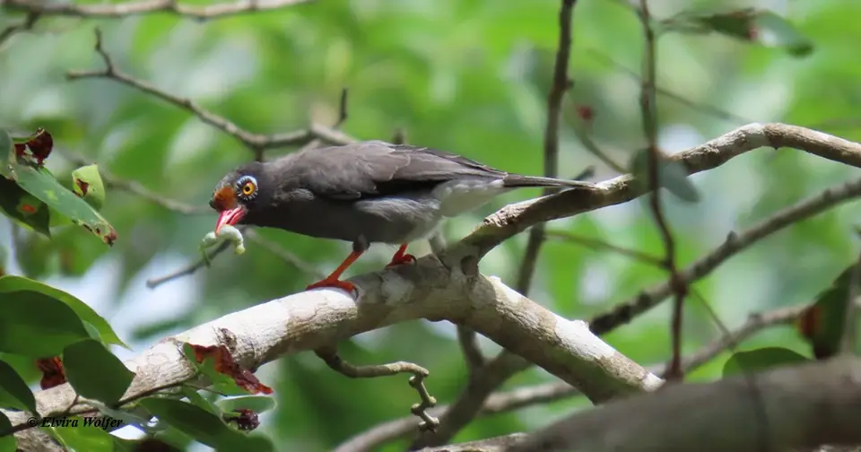 Chestnut-frontedHelmetshrike.jpg