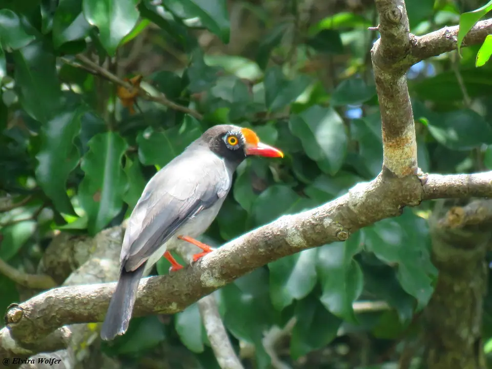 Chestnut-frontedHelmetshrike1.jpg