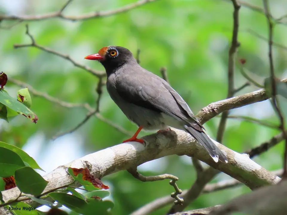 Chestnut-frontedHelmetshrike2-2.jpg