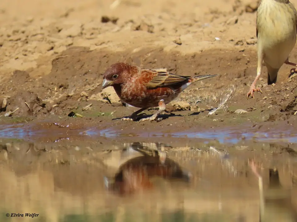 ChestnutSparrow.jpg