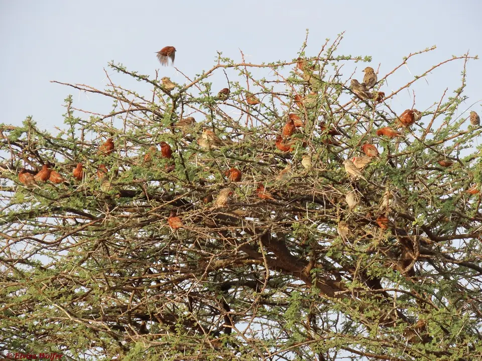 ChestnutSparrow1.jpg