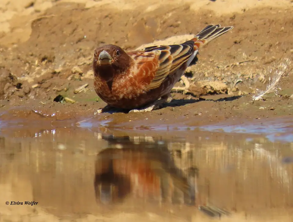 ChestnutSparrow2-2-3.jpg