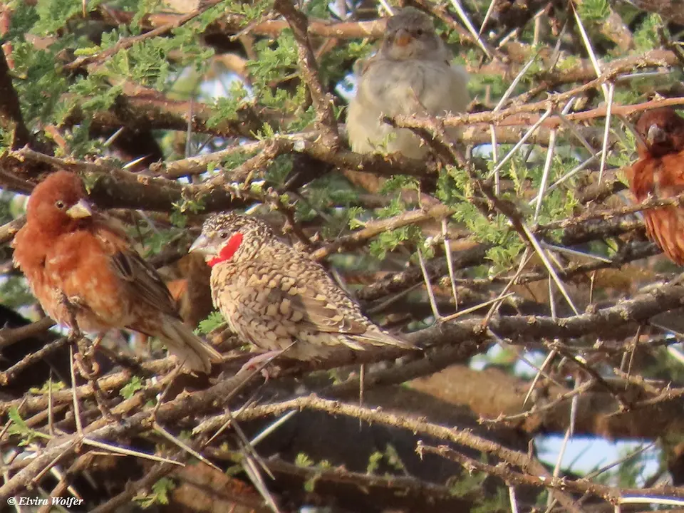 ChestnutSparrow2.jpg