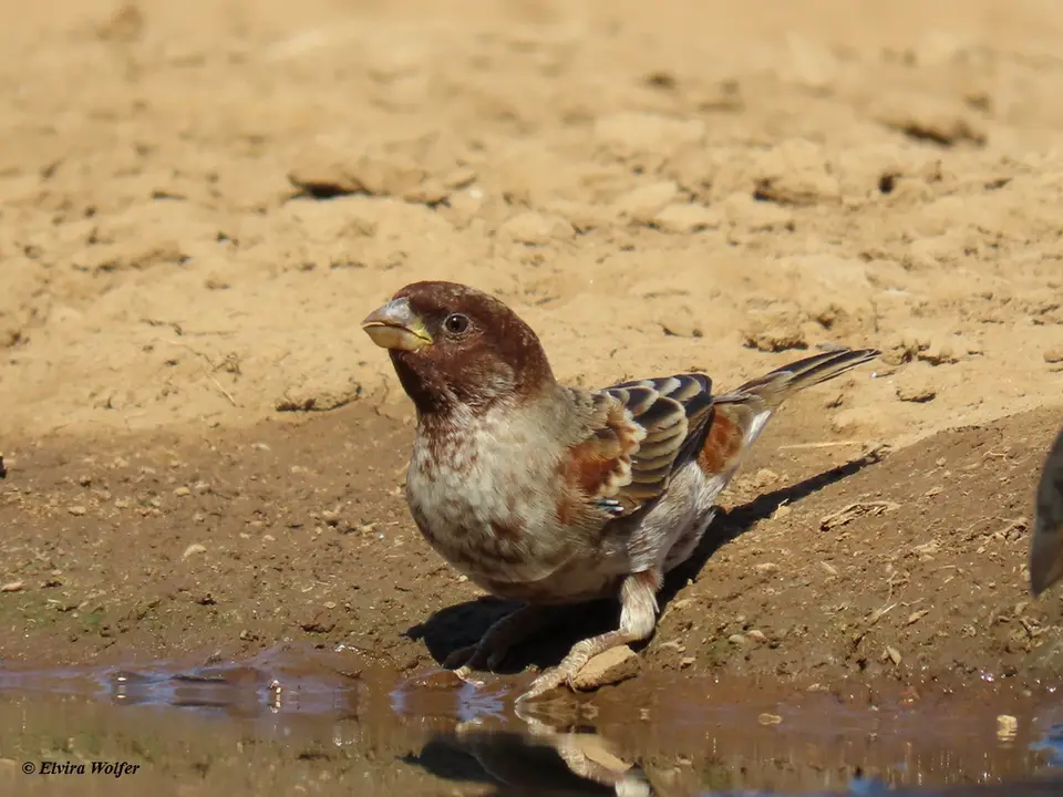 ChestnutSparrow3.jpg
