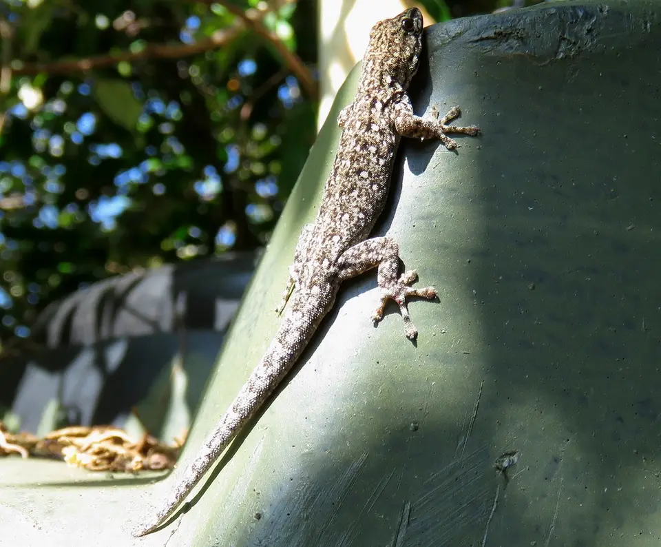 Chevron-throatedDwarfGecko.jpg