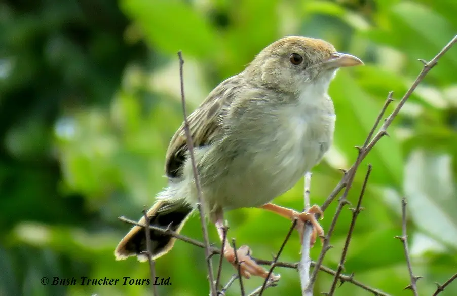 Cisticola.jpg