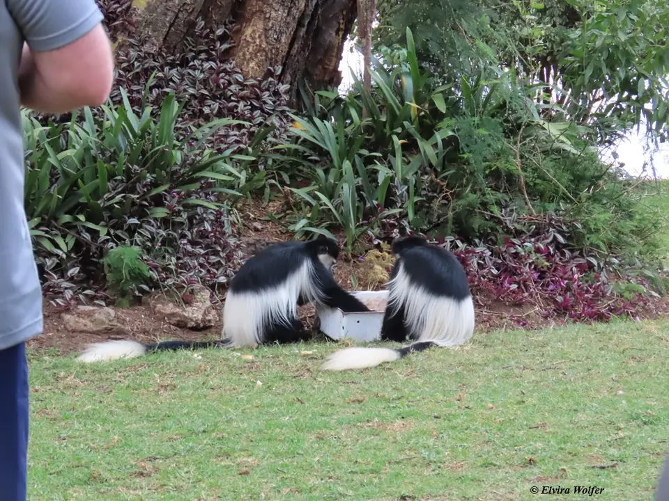 Colobus3.jpg