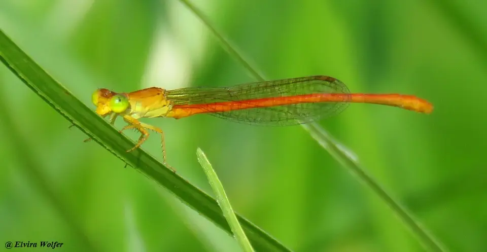 CommonCitril-Ceriagrionglabrum.jpg