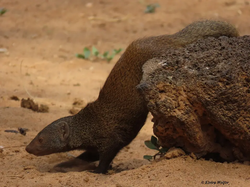 CommonDwarfMongoose.jpg