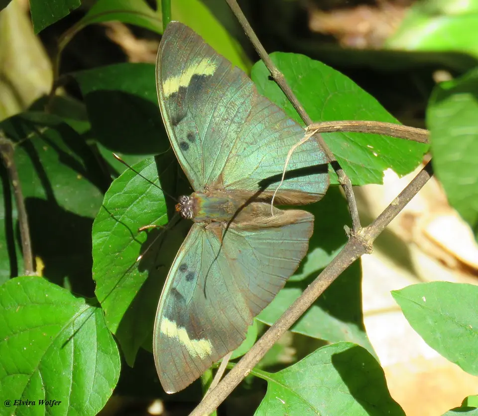 CommonForester-Euphaedramedoninaequabilisopen.jpg
