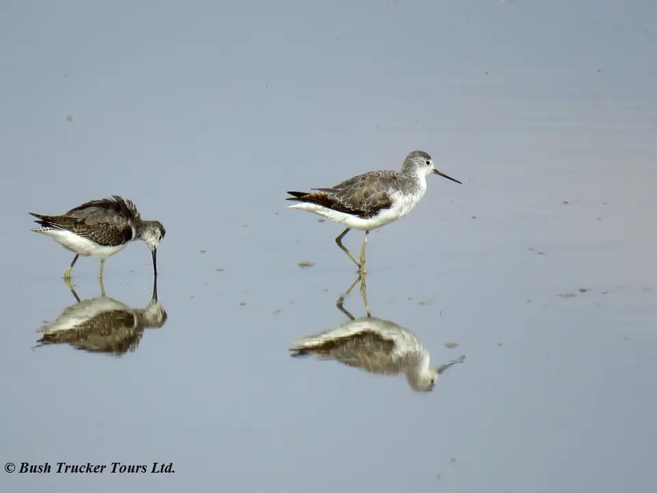 CommonGreenshank.jpg